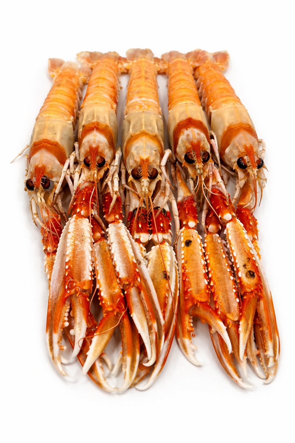 Nephrops norvegicus