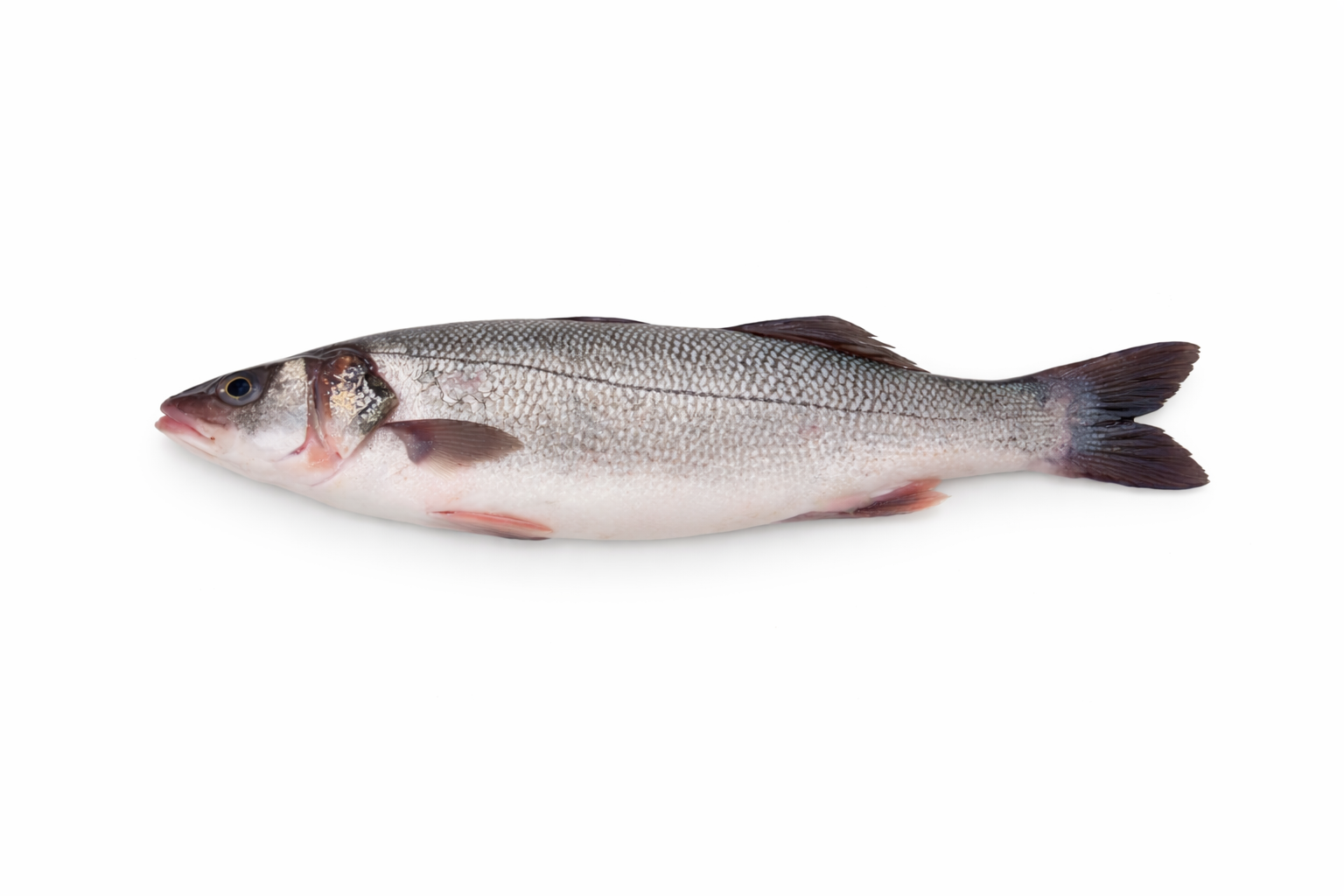 Bass