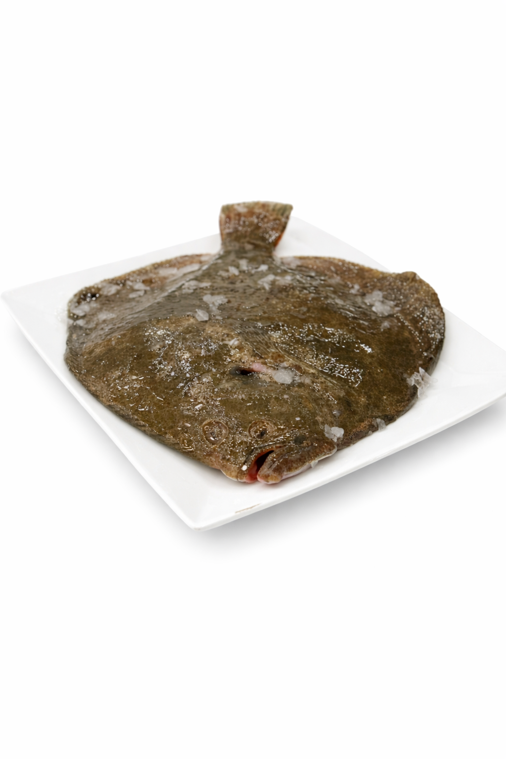 RODABALLO