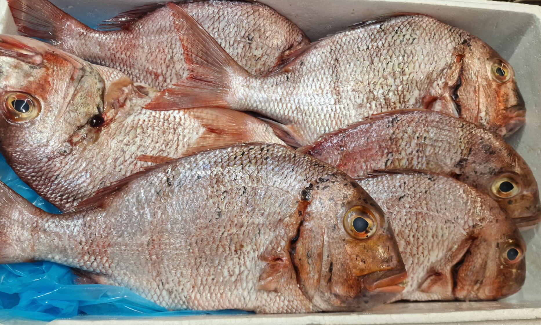 Urta de Conil a la brasa de Marabú 