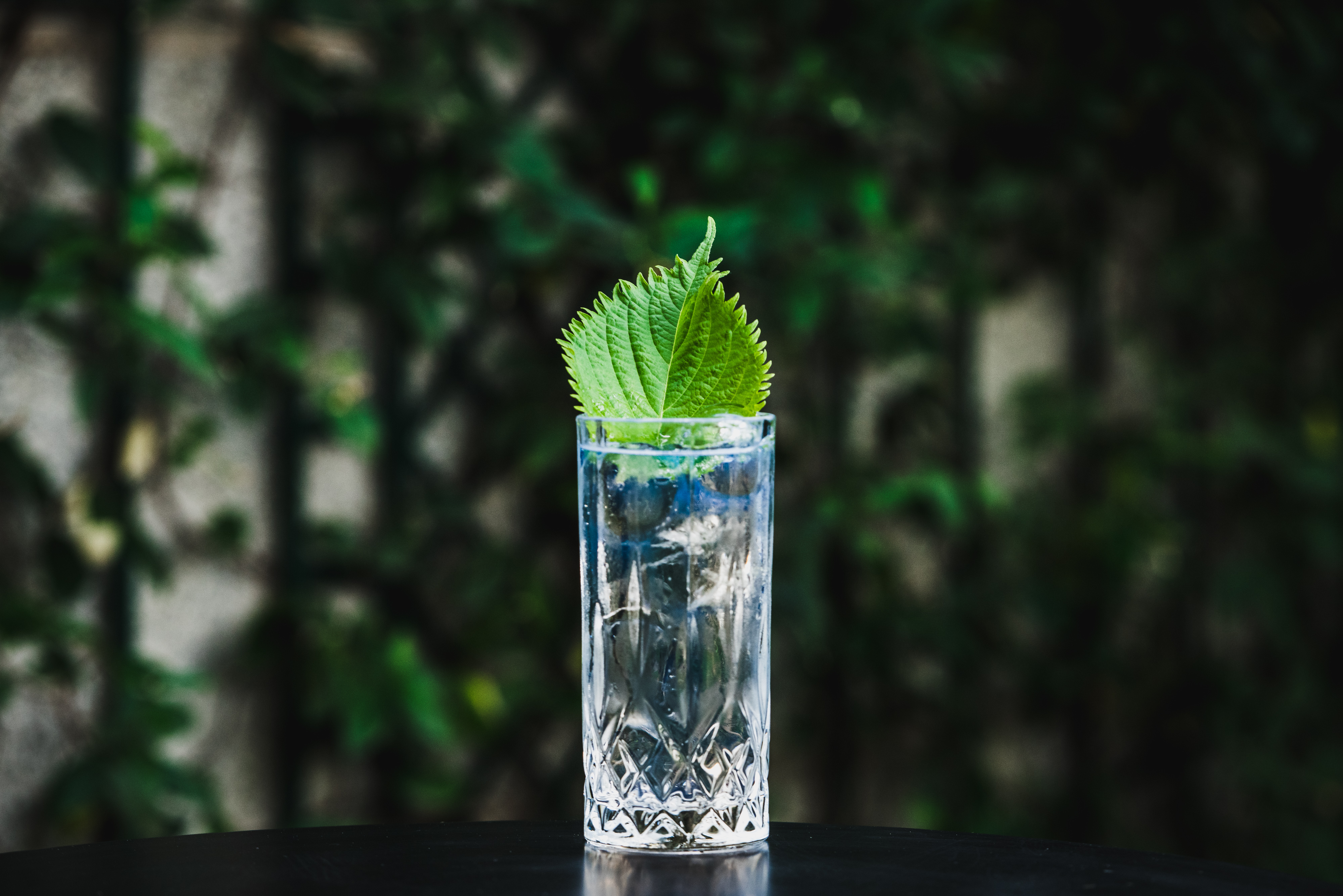 GINKGO COCKTAIL.-Bombay Sapphire gin, shiso and citronella leaves, sherry sherry, pink pepper tonic